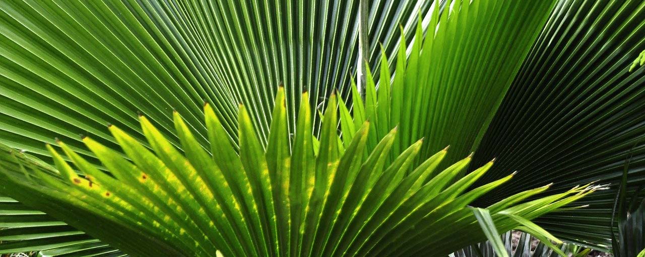Le palmier nain pour grossir des seins
